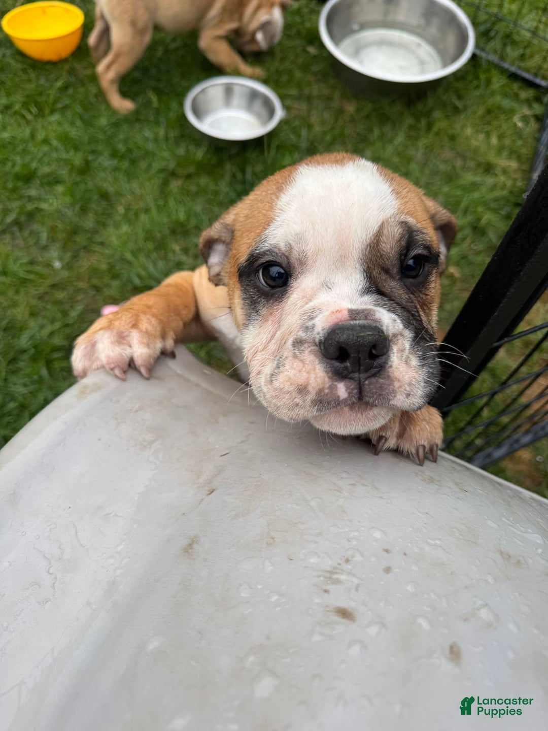 English Bulldog dogs for sale: Mr. Mans Jr. - Image 6