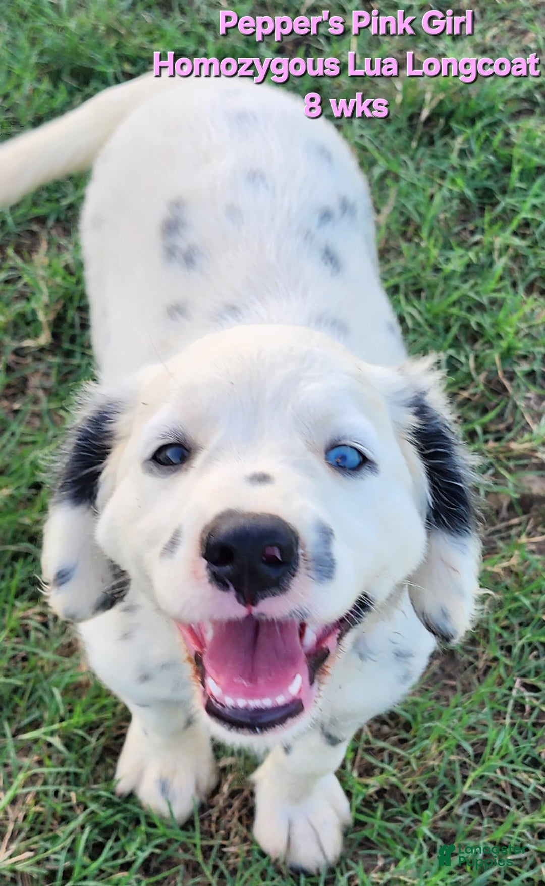 Dalmatian dogs for sale: Peppers Pink Girl - Image 12