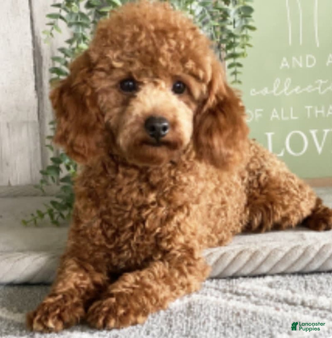 Toy Poodle dogs for sale: Israel - Image 6