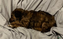 Standard Poodle dogs for sale: Alda - Image 11