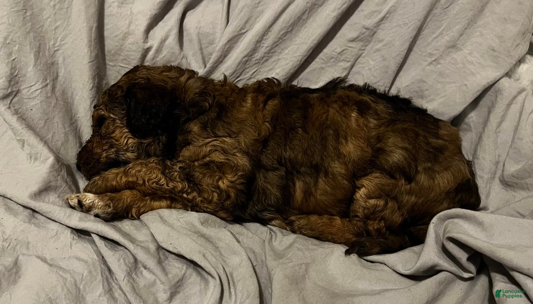 Standard Poodle dogs for sale: Alda - Image 11