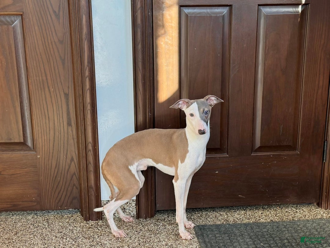 Italian Greyhound dogs for sale: Sammy - Image 1