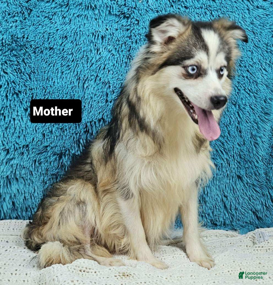 Pomsky dogs for sale: Flint - Image 4