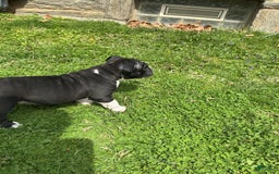 American Bully dogs for sale: Luna Black - Image 2