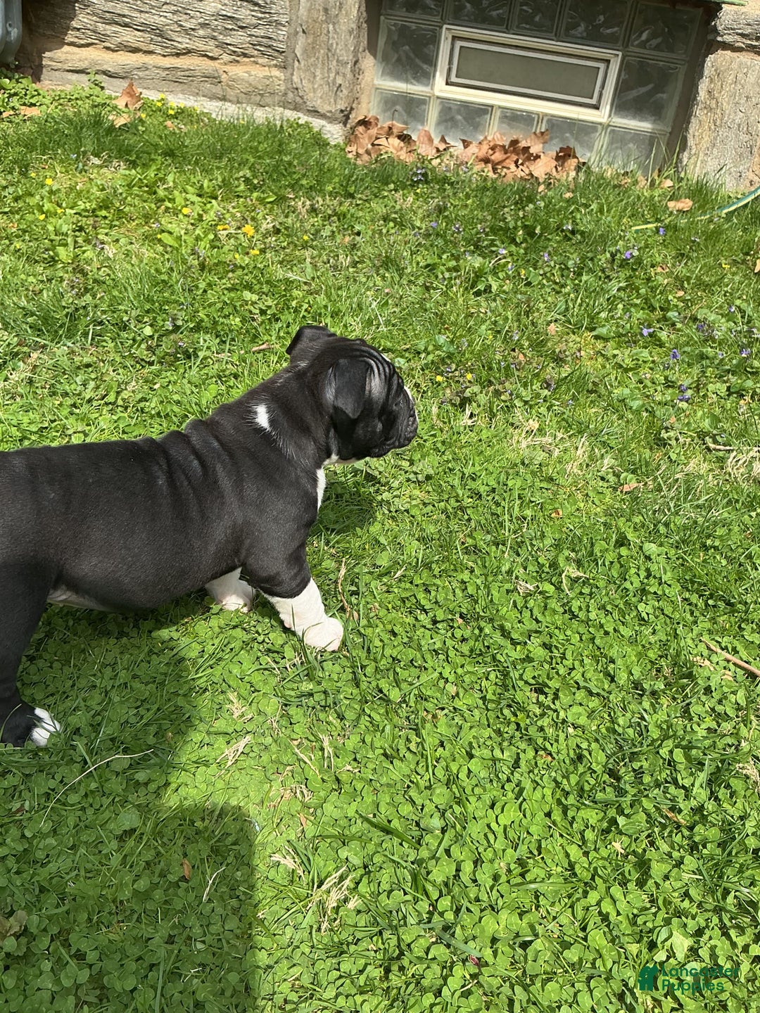 American Bully dogs for sale: Luna Black - Image 2