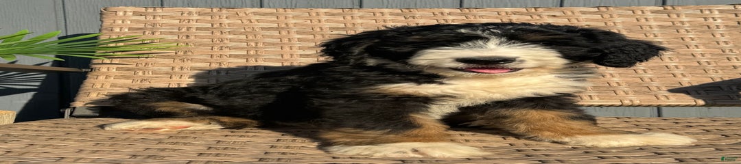 Lola