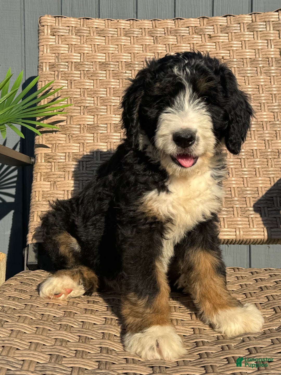 Bernedoodle dogs for sale: Lola - Image 8