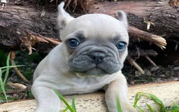 French Bulldog dogs for sale: Bruno - Image 1