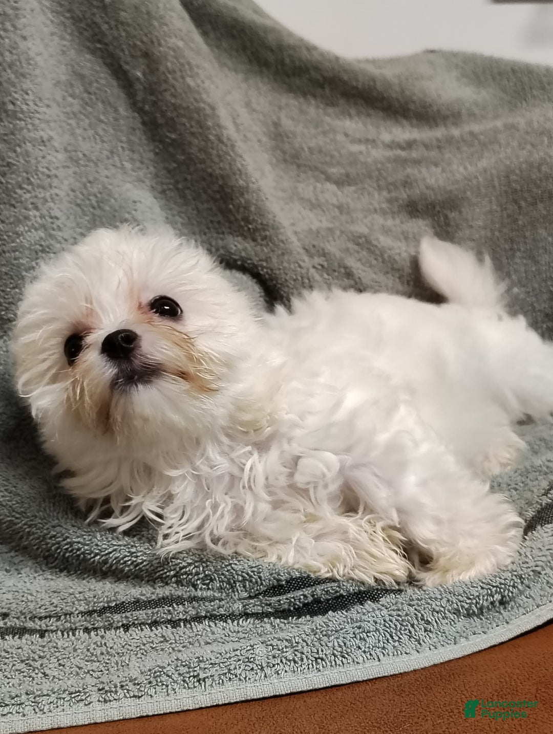 Morkie dogs for sale: Lilly - Image 8