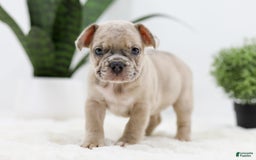 French Bulldog dogs for sale: Turbo - Image 8