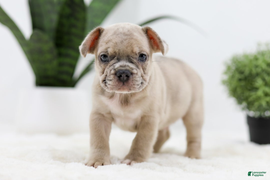 French Bulldog dogs for sale: Turbo - Image 8