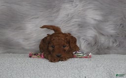 Mini Goldendoodle dogs for sale: Cinnamon - Image 2