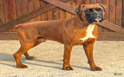 Boxer dogs for sale: Danny - Image 6