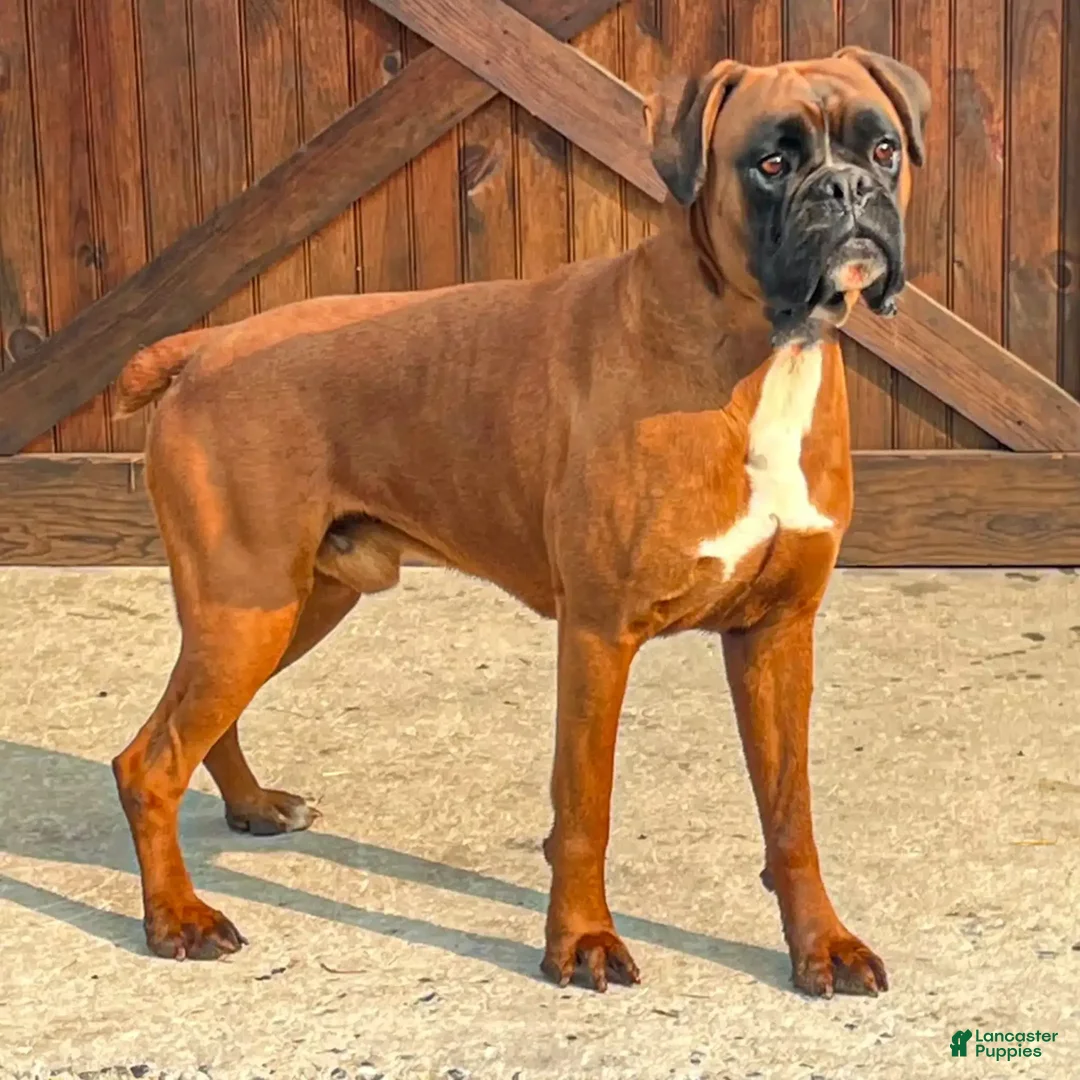 Boxer dogs for sale: Danny - Image 6