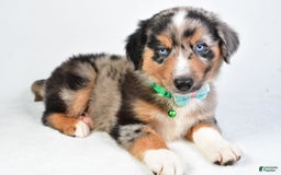Miniature Australian Shepherd dogs for sale: Skylar - Image 7