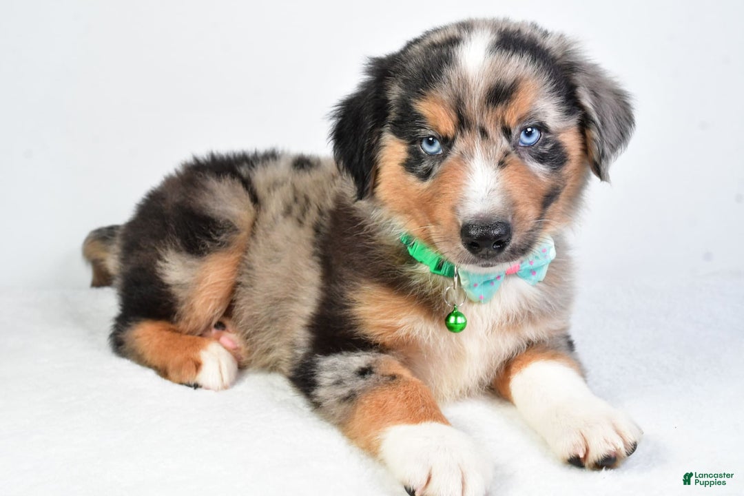 Miniature Australian Shepherd dogs for sale: Skylar - Image 7