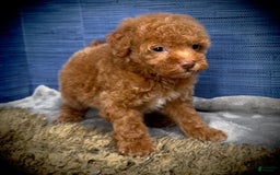Maltipoo dogs for sale: Jamarion - Listing for pets: Jamarion, Wendy - Image 2