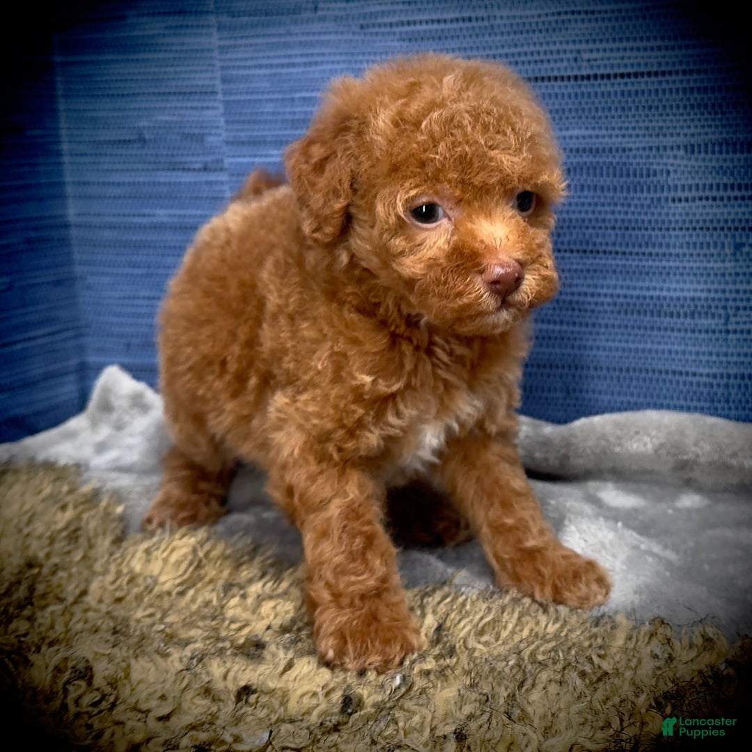 Maltipoo dogs for sale: Jamarion - Listing for pets: Jamarion, Wendy - Image 2
