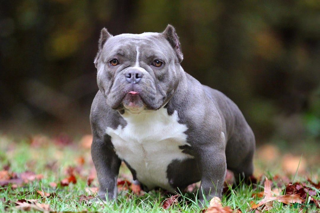 American Bully dogs for sale: Blue Merle Female - Image 6