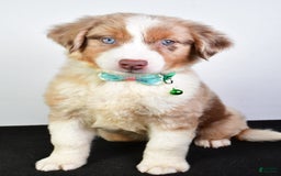 Australian Shepherd dogs for sale: Echo - Image 1