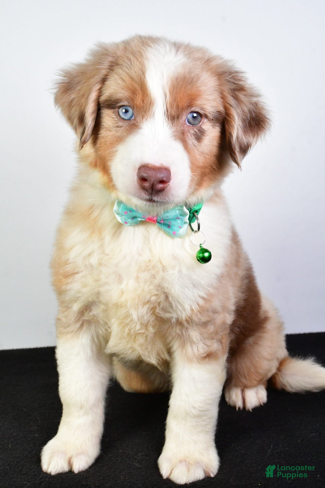 Australian Shepherd dogs for sale: Echo - Image 1