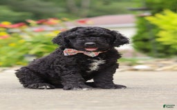 Newfypoo dogs for sale: Sasha - Image 5