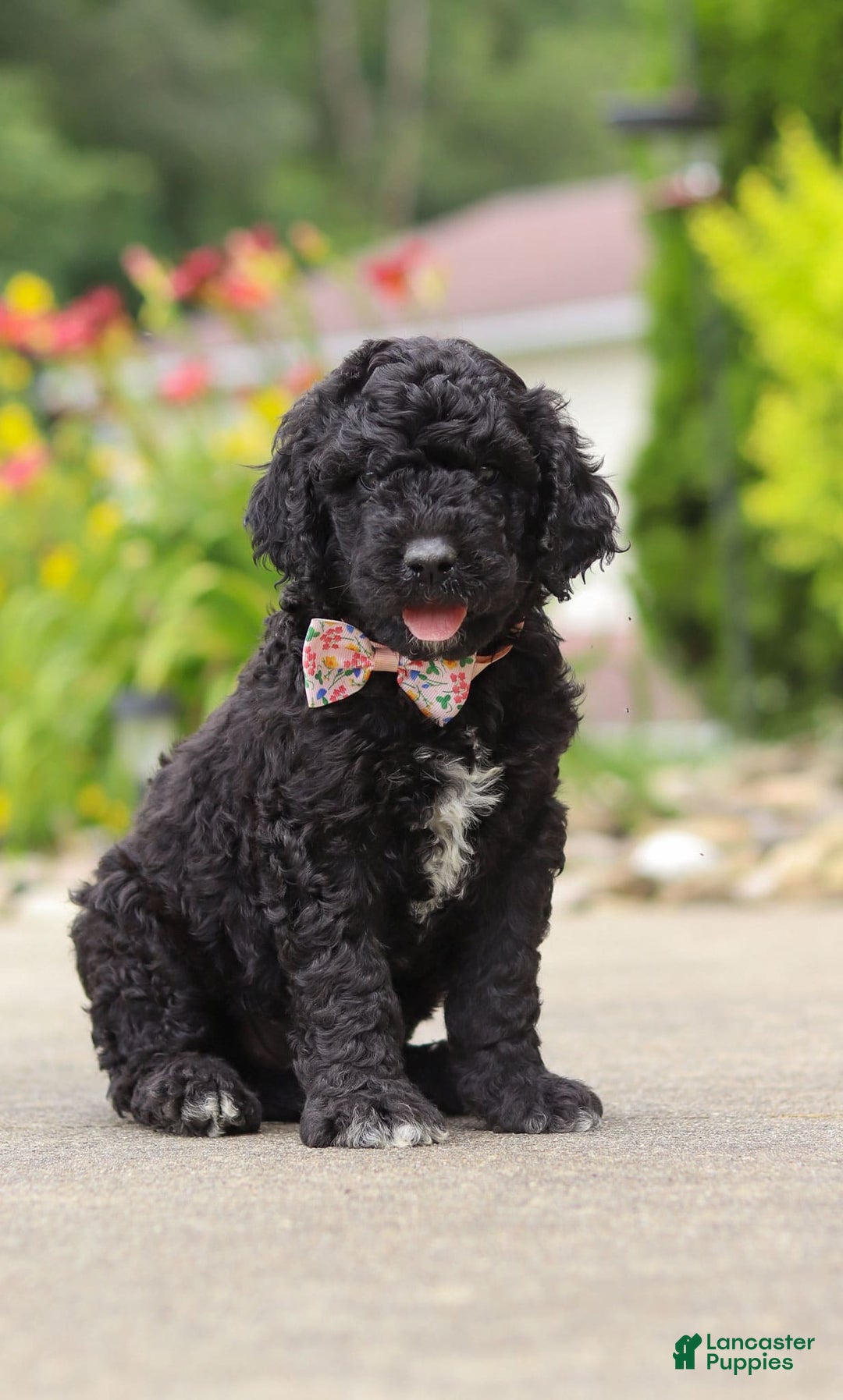 Newfypoo dogs for sale: Sasha - Image 5