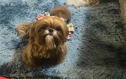 Shih Tzu dogs for sale: Wendy - Image 7