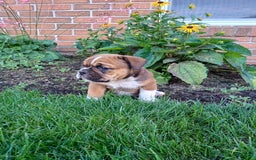 Olde English Bulldogge dogs for sale: Milo - Image 8