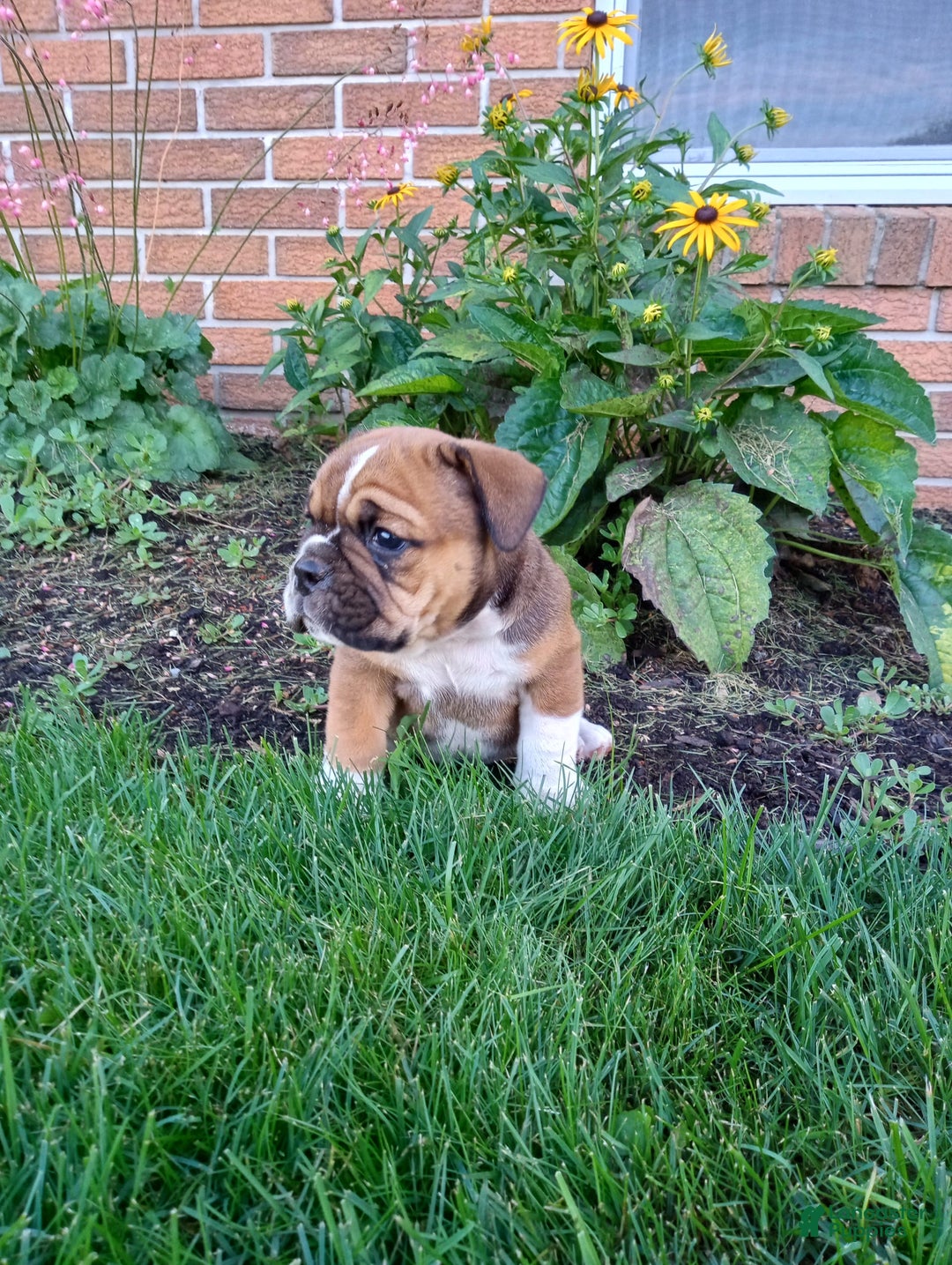 Olde English Bulldogge dogs for sale: Milo - Image 8