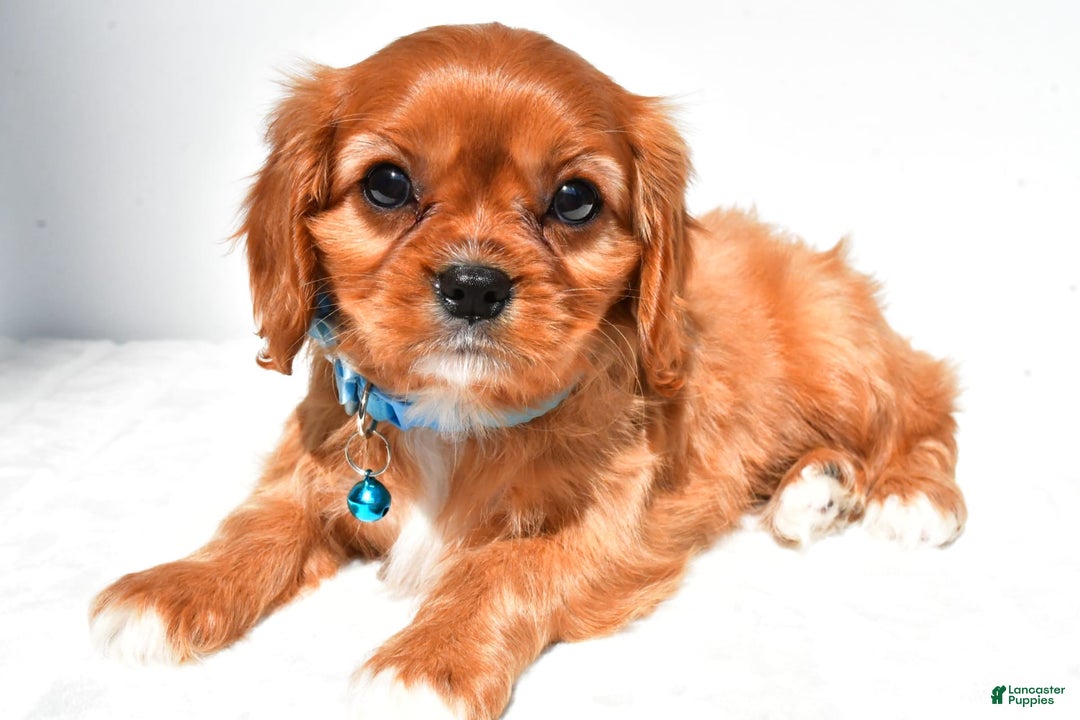 Cavalier King Charles Spaniel dogs for sale: Princess - Image 7