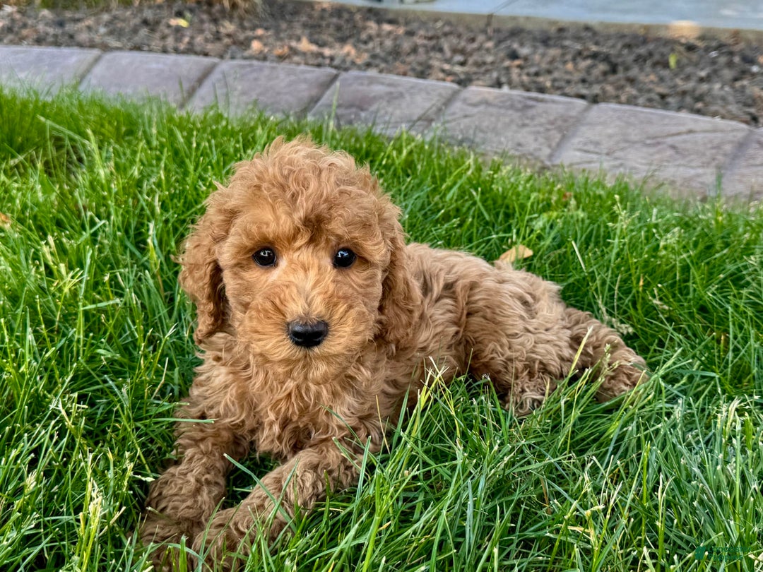 Cockapoo dogs for sale: Howie - Image 8