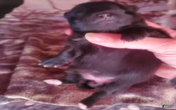 Pomeranian dogs for sale: Butterball - Image 13