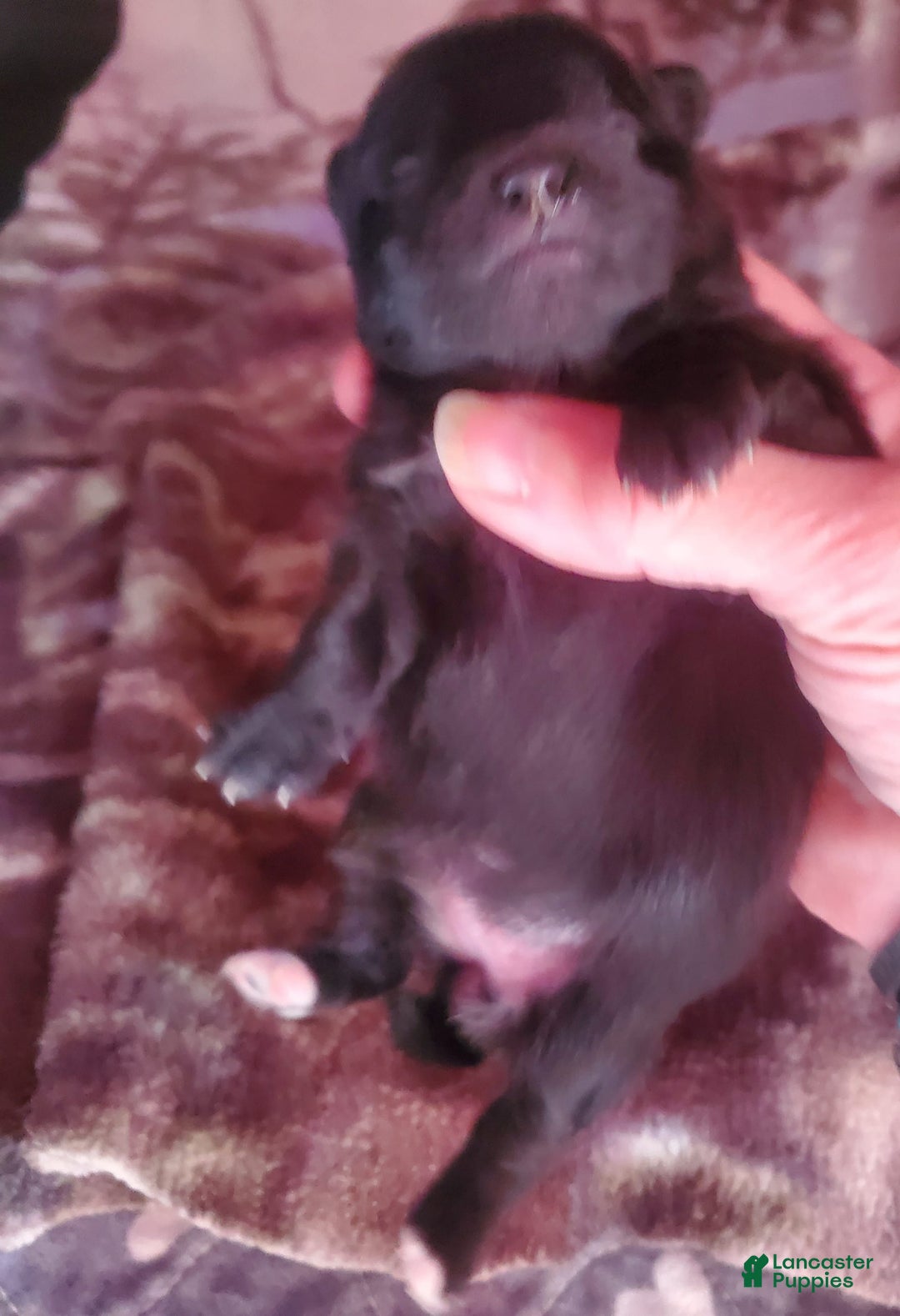 Pomeranian dogs for sale: Butterball - Image 13