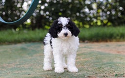 Mini Bernedoodle dogs for sale: Mini Bernedoodle 6 puppies - Image 37