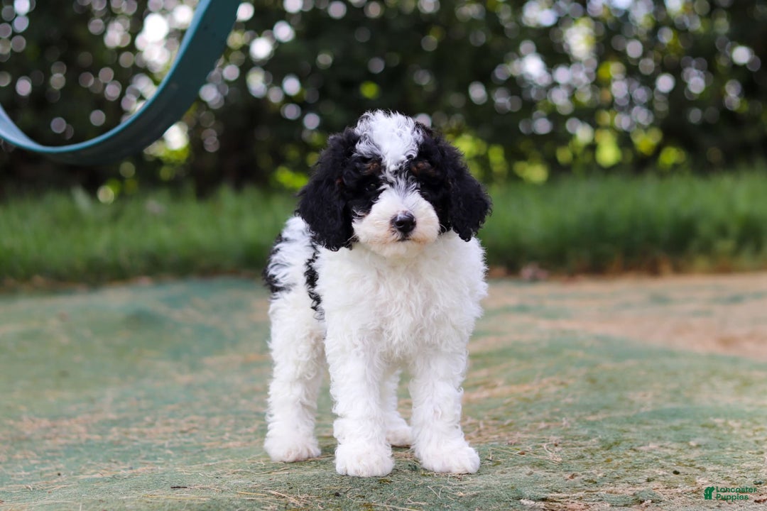 Mini Bernedoodle dogs for sale: Mini Bernedoodle 6 puppies - Image 37