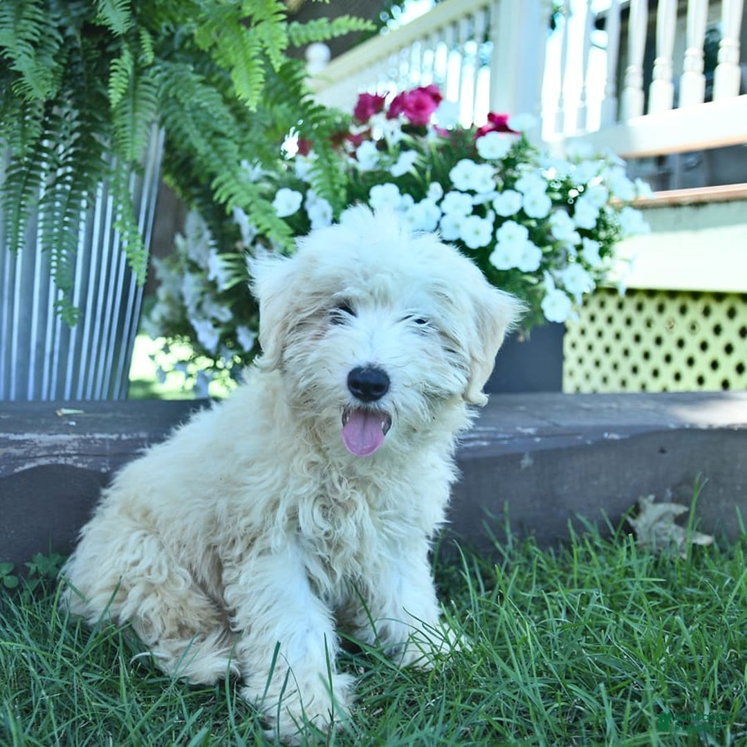 Maltipoo dogs for sale: Rascal - Image 3