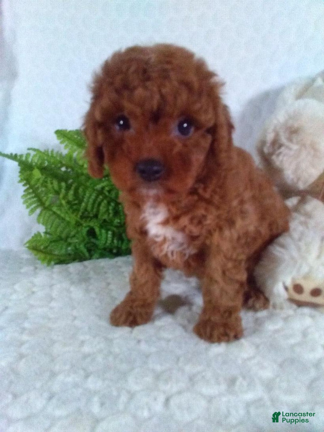 Cavapoo dogs for sale: Raven - Image 7