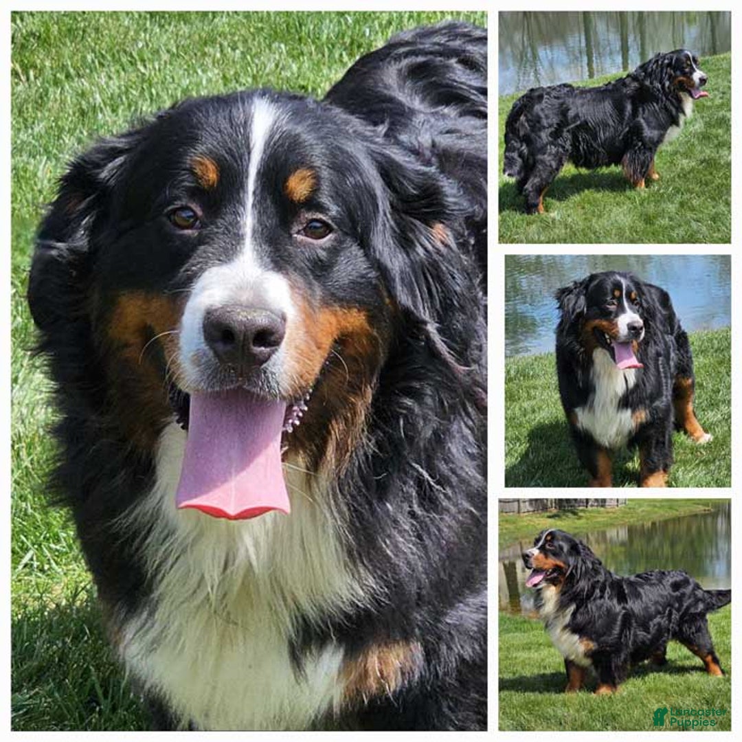 Bernese Mountain Dog dogs for sale: Hermione - Image 5
