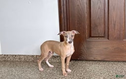 Italian Greyhound dogs for sale: Derek - Image 13