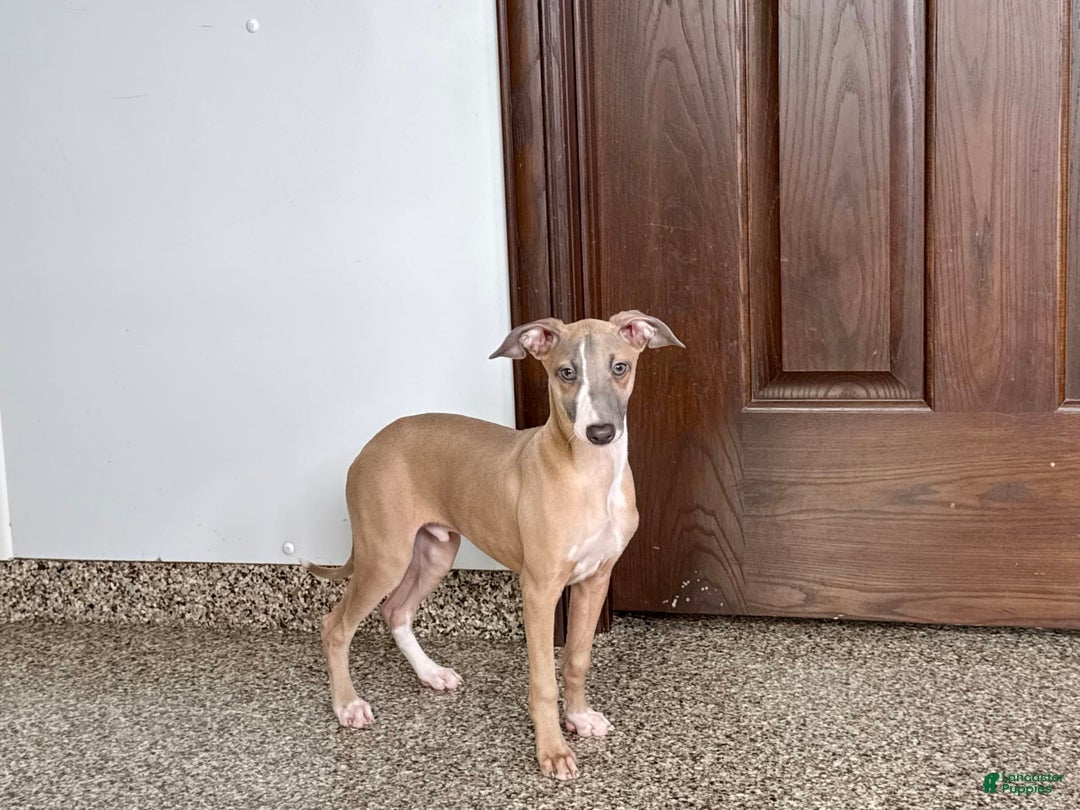 Italian Greyhound dogs for sale: Derek - Image 13