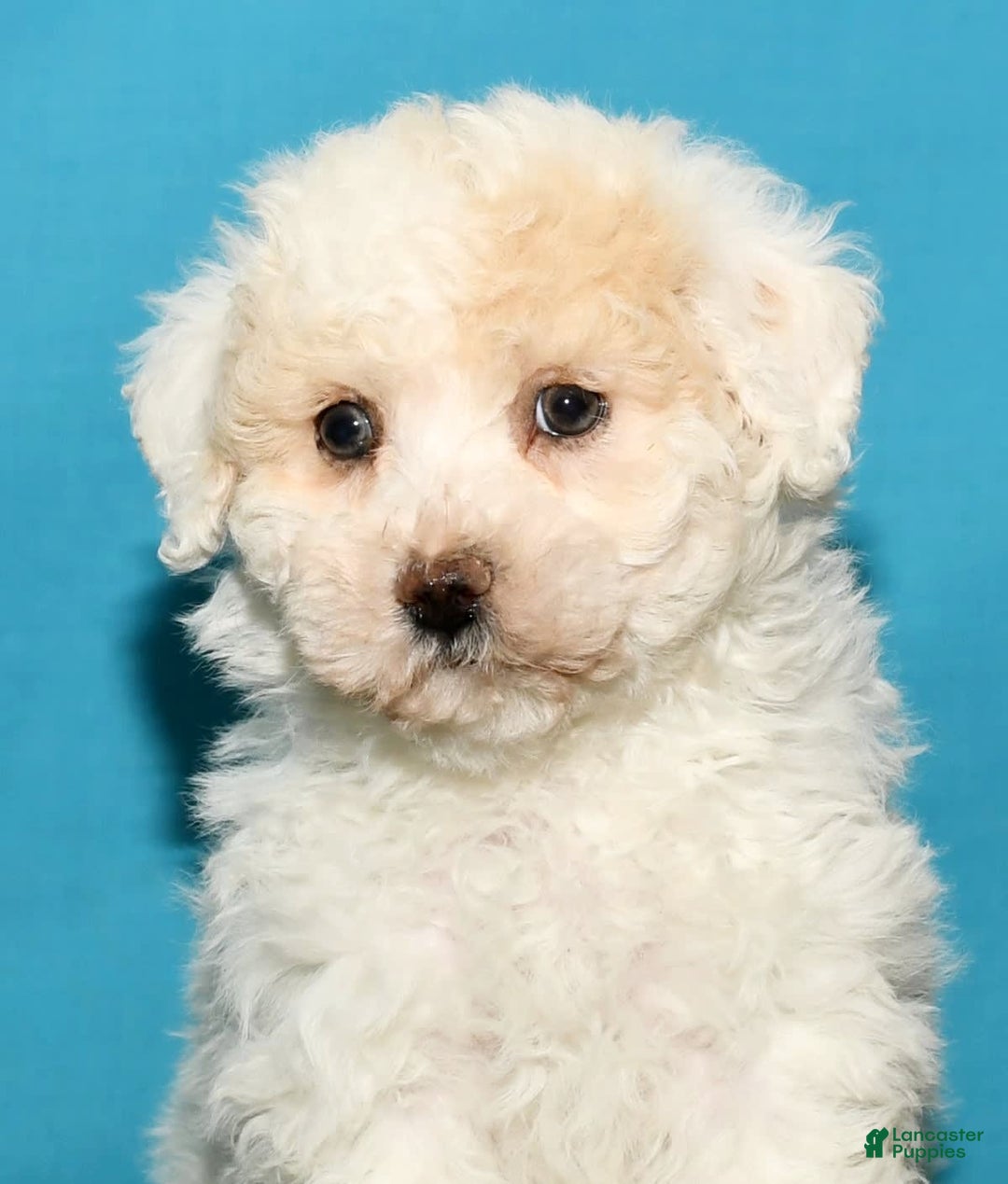Bichpoo dogs for sale: Micky - Image 5