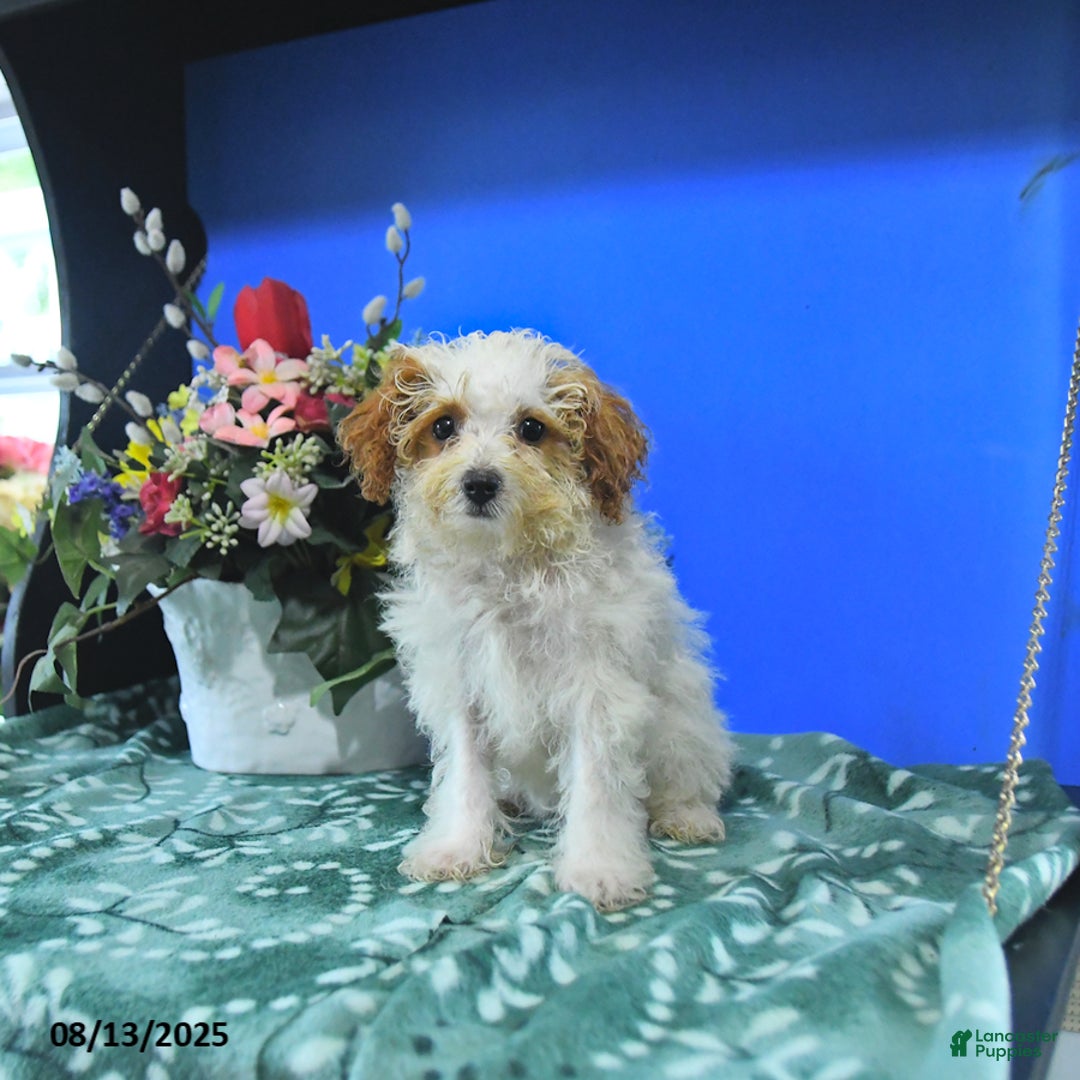 Toy Poodle dogs for sale: Kayleen - Image 4