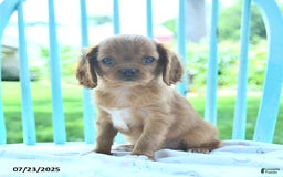 Cavalier King Charles Spaniel dogs for sale: Whisper - Image 1