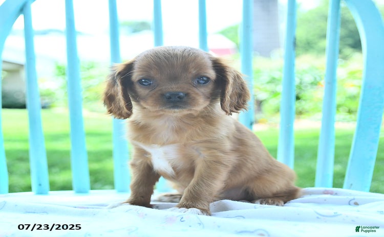 Cavalier King Charles Spaniel dogs for sale - Ad 3