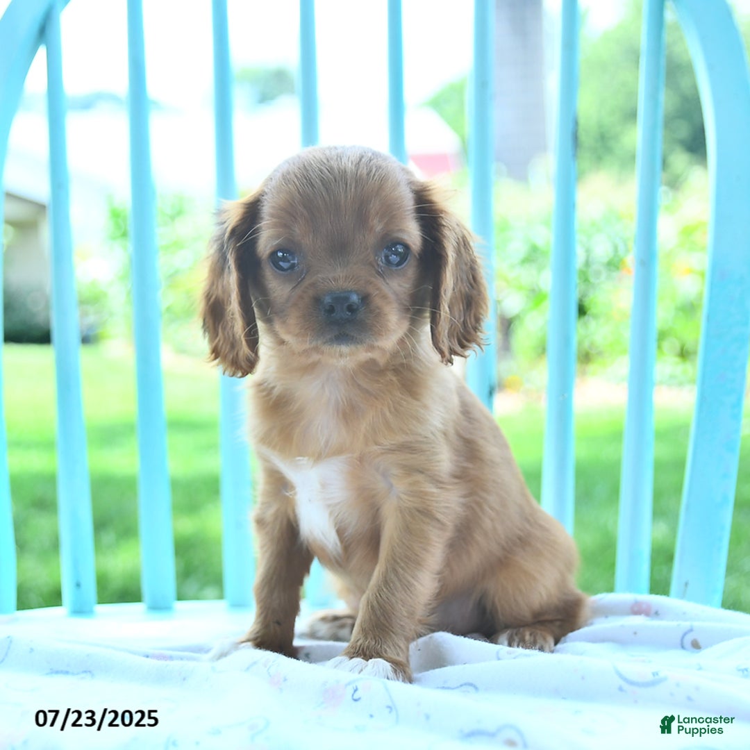 Cavalier King Charles Spaniel dogs for sale: Whisper - Image 1