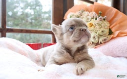 French Bulldog dogs for sale: Aidan - Image 1