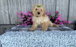 Mini Goldendoodle dogs for sale: Angie - Image 4