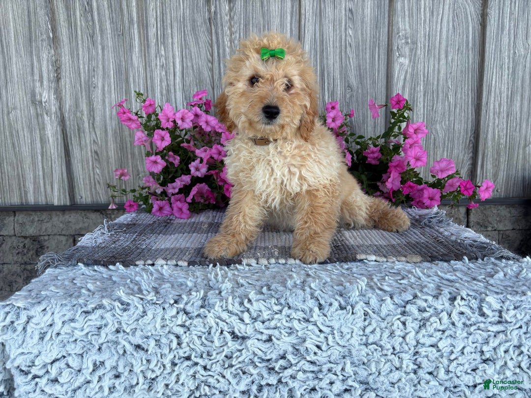 Mini Goldendoodle dogs for sale: Angie - Image 4