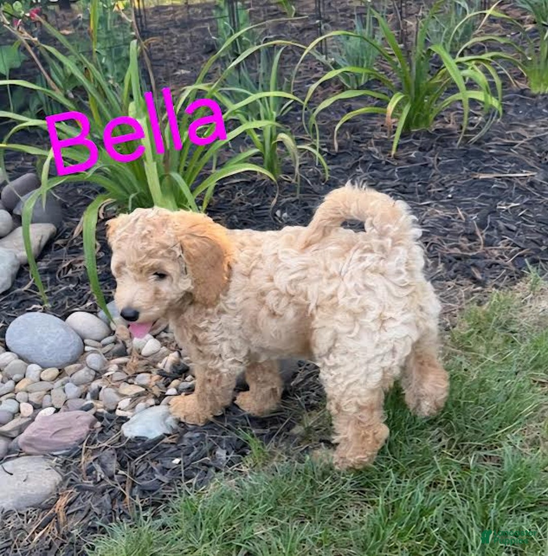 Mini Goldendoodle dogs for sale: Bella - Image 2